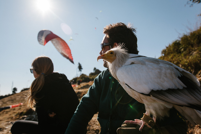 Illustration for article titled Parahawking: An Actual Sport That Mixes Paragliding And GIANT BIRDS